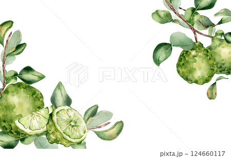 Bergamot tree branch and citrus fruits watercolor corner border on isolated background. Fresh summer drawing with sliced citrus lime, leaves for packaging aroma product. Foliage bergamot plant frame. 124660117