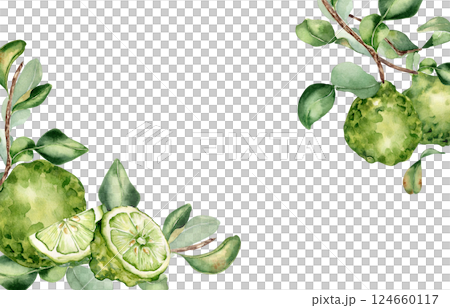 Bergamot tree branch and citrus fruits watercolor corner border on isolated background. Fresh summer drawing with sliced citrus lime, leaves for packaging aroma product. Foliage bergamot plant frame. 124660117