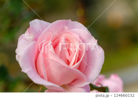 柔らかな光に包まれたピンクの薔薇 124660132