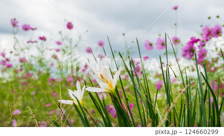 白いタマスダレと秋咲きコスモスの共演 白いタマスダレと秋咲きコスモスの共演 124660299
