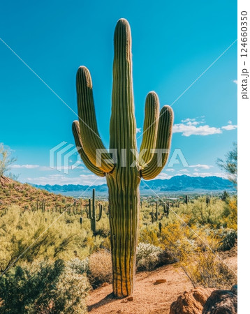 Towering saguaro cactus with multiple arms against vibrant blue sky, surrounded by desert vegetation and distant mountains in Arizona 124660350