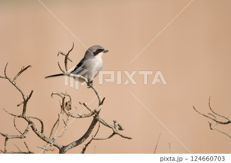 Great grey shrike. 124660703