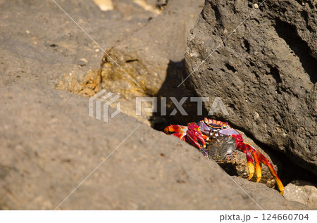 Crab with the remains of another specimen. 124660704