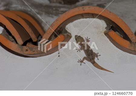 Boettger's wall gecko. 124660770