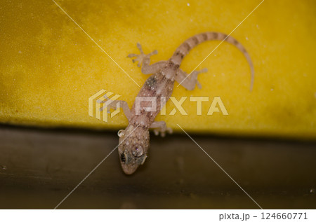 Boettger's wall gecko. 124660771