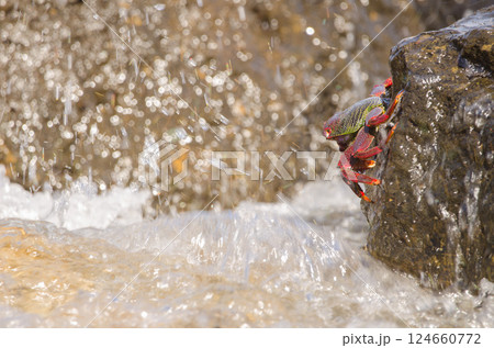 Crab Grapsus adscensionis. 124660772