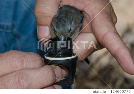 Giving water to a Gran Canaria blue chaffinch. 124660776