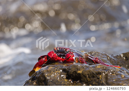 Crab Grapsus adscensionis. 124660793
