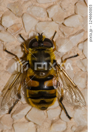 Common drone fly. Common drone fly. 124660803