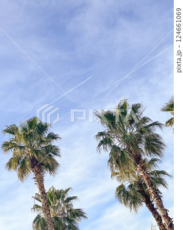 Tall palm trees under a soft sky at sunset. Tall palm trees under a soft sky at sunset. 124661069