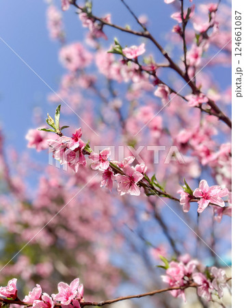 Blooming pink cherry blossoms against clear blue sky. 124661087
