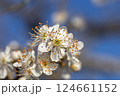 Close-up of delicate white blossoms with vibrant yellow stamens against a blurred blue sky in springtime 124661152