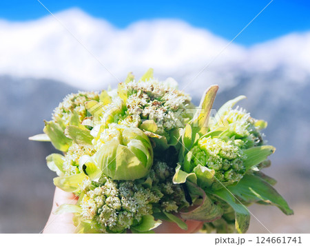 フキノトウと北アルプス白馬三山 124661741