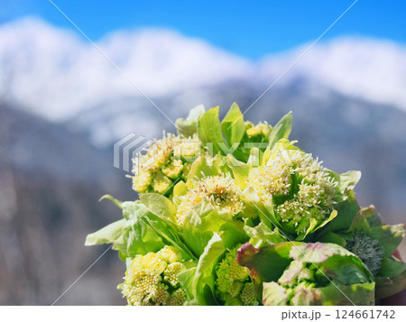 フキノトウと北アルプス白馬三山 124661742