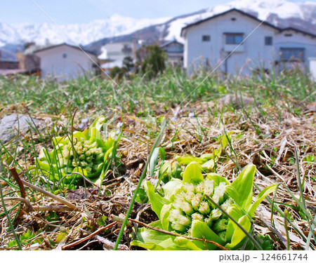 白馬村の野に芽吹くフキノトウ 124661744