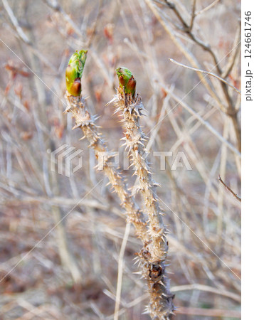 山菜 タラの芽 山菜 タラの芽 124661746