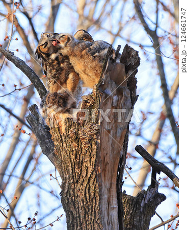 Great Horned Owl mother and baby perched on a tree trunk in the forest eating their lunch, Montreal, Canada Great Horned Owl mother and baby perched on a tree trunk in the forest eating their lunch, Montreal, Canada 124661747