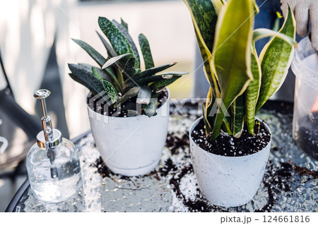 Two small potted plants on a table with spilled soil and gardening tools nearby. Relatable plant care, home gardening, daily rituals, mindful hobby 124661816