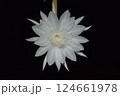 White Epiphyllum anguliger flower in Black Background. 124661978
