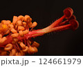 Pistils and stamens of a hibiscus flower. 124661979