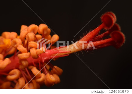 Pistils and stamens of a hibiscus flower. 124661979