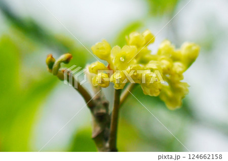 高級材 クロモジ 124662158