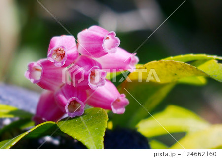 有毒のアセビ 124662160