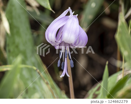 カタクリの花 カタクリの花 124662279