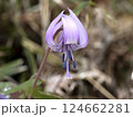 カタクリの花 カタクリの花 124662281