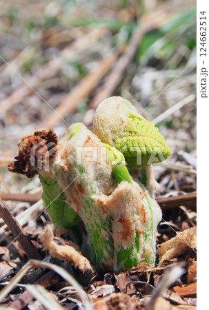 春に芽吹いたシダ植物 春に芽吹いたシダ植物 124662514