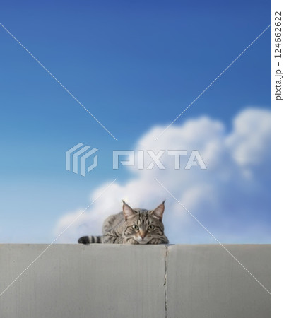 コンクリート塀の上で寝そべるキジトラ猫 コンクリート塀の上で寝そべるキジトラ猫 124662622