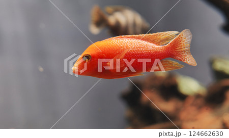 Red cichlid fish swimming in aquarium with blurred background Red cichlid fish swimming in aquarium with blurred background 124662630
