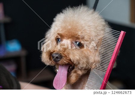 Groomer combing poodle in salon. Groomer combing poodle in salon. 124662673