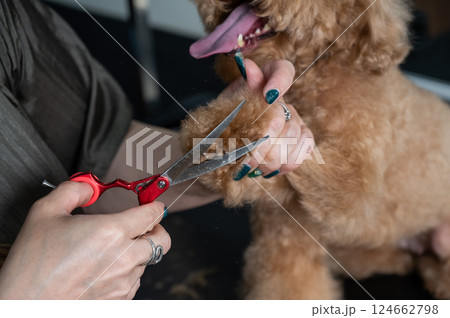 A groomer uses scissors to trim the fur on a chocolate mini poodle's paws. A groomer uses scissors to trim the fur on a chocolate mini poodle's paws. 124662798