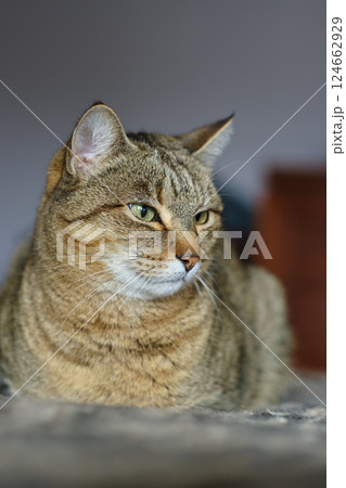Portrait of tabby cat relaxing on soft blanket 124662929