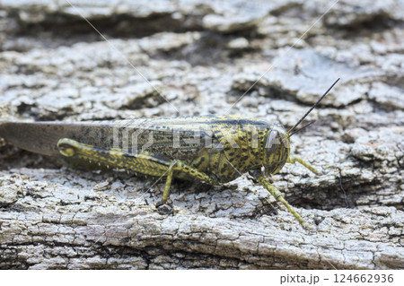 Large green grasshopper resting on tree bark 124662936