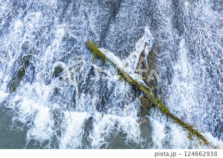 Fallen tree trunk blocking water flow in river rapids, creating whitewater and turbulence 124662938