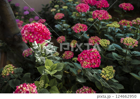 Bright pink hydrangeas blooming in summer garden Bright pink hydrangeas blooming in summer garden 124662950