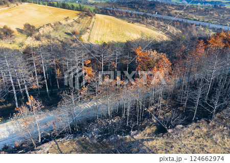 Burnt forest and fields in legarda, navarre, spain after wildfire 124662974