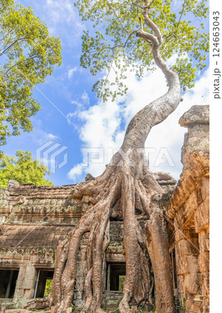 Tetrameles tree roots growing through ruined wall of Ta Prohm temple, Angkor Vat, Siem Reap, Cambodia Tetrameles tree roots growing through ruined wall of Ta Prohm temple, Angkor Vat, Siem Reap, Cambodia 124663043