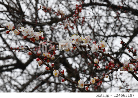 Selective focus of beautiful branches of pink Cherry blossoms on the tree under blue sky, Beautiful Sakura flowers during spring season in the park, Flora pattern texture, Nature floral background. 124663187