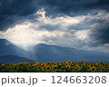 山梨県北杜市　明野のひまわり畑 124663208