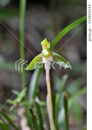 自生のシュンラン 124663244