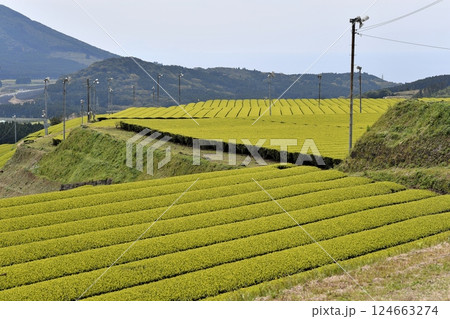 一番茶の時期の茶畑 一番茶の時期の茶畑 124663274