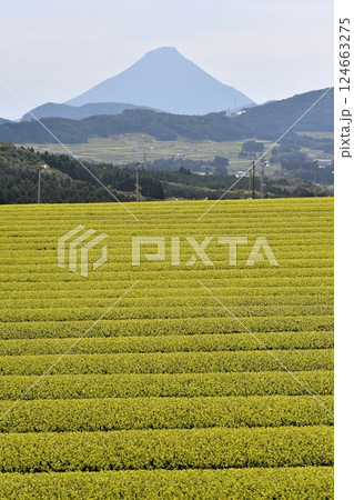 一番茶の時期の茶畑 124663275