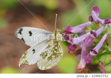 ムラサキケマンの花を吸蜜中のツマキチョウ（メス） 124663752