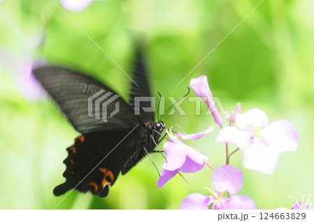 ムラサキハナナの花に止まるクロアゲハ（オス） 124663829