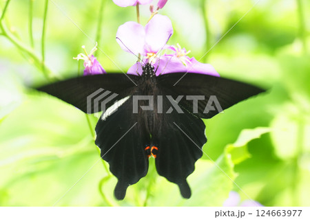 ムラサキハナナの花に止まるクロアゲハ(オス) ムラサキハナナの花に止まるクロアゲハ(オス) 124663977