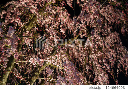 霞城公園のライトアップされた枝垂れ桜 124664008