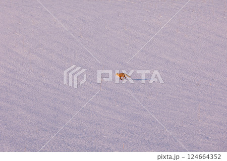 雪原にひとり北きつね 雪原にひとり北きつね 124664352